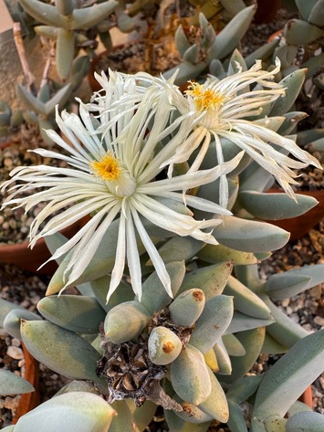 preview Juttadinteria albata (L.Bolus) L.Bolus